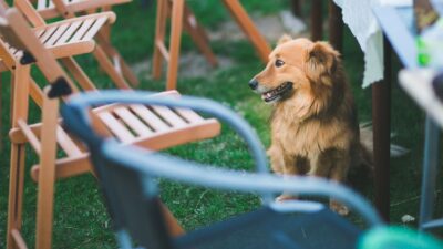 Dog Friendly Patios