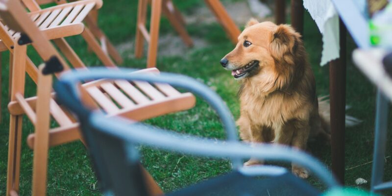 Dog Friendly Patios