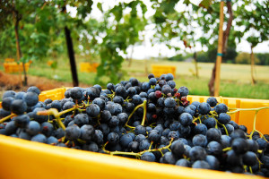 Arrington Vineyards grapes