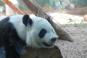 Panda at Zoo Atlanta