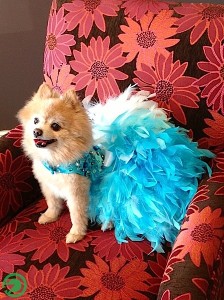 Darci in her 2013 Huntsville Dog Ball dress