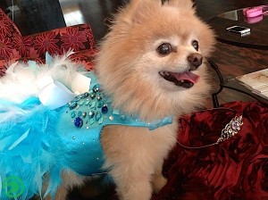 Darci the Pomeranian in her 2013 dog ball dress