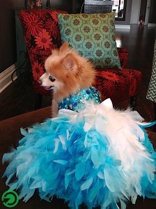 Darci in her 2013 Dog Ball dress