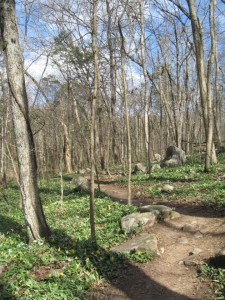 Land Trust Wildflower Trail 