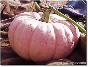pink-pumpkin at tate farms supporting liz hurley breast cancer fund at huntsville hospital foundation 