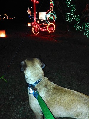 dog with christmas lights