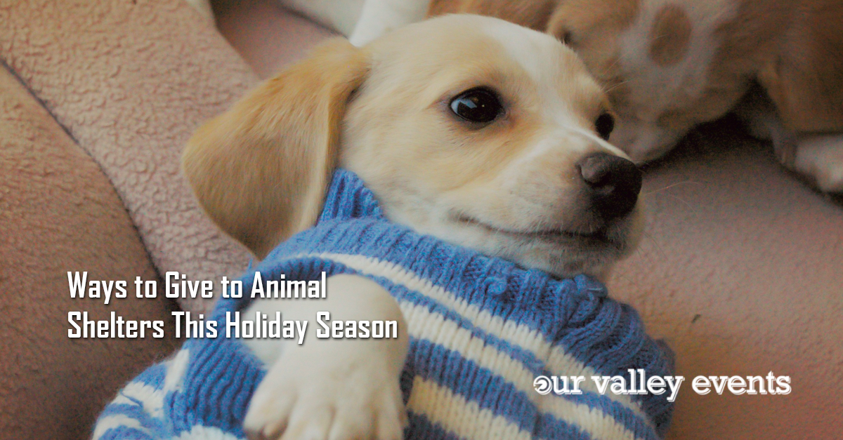 Ways to Give to Animal Shelters This Holiday Season