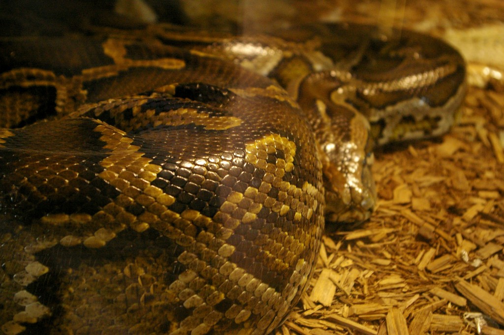 Harmony Park Safari One of Huntsville's Best Kept Secrets We Are