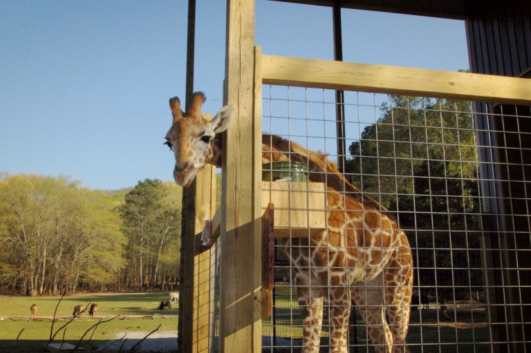 Harmony Park Safari One of Huntsville's Best Kept Secrets We Are