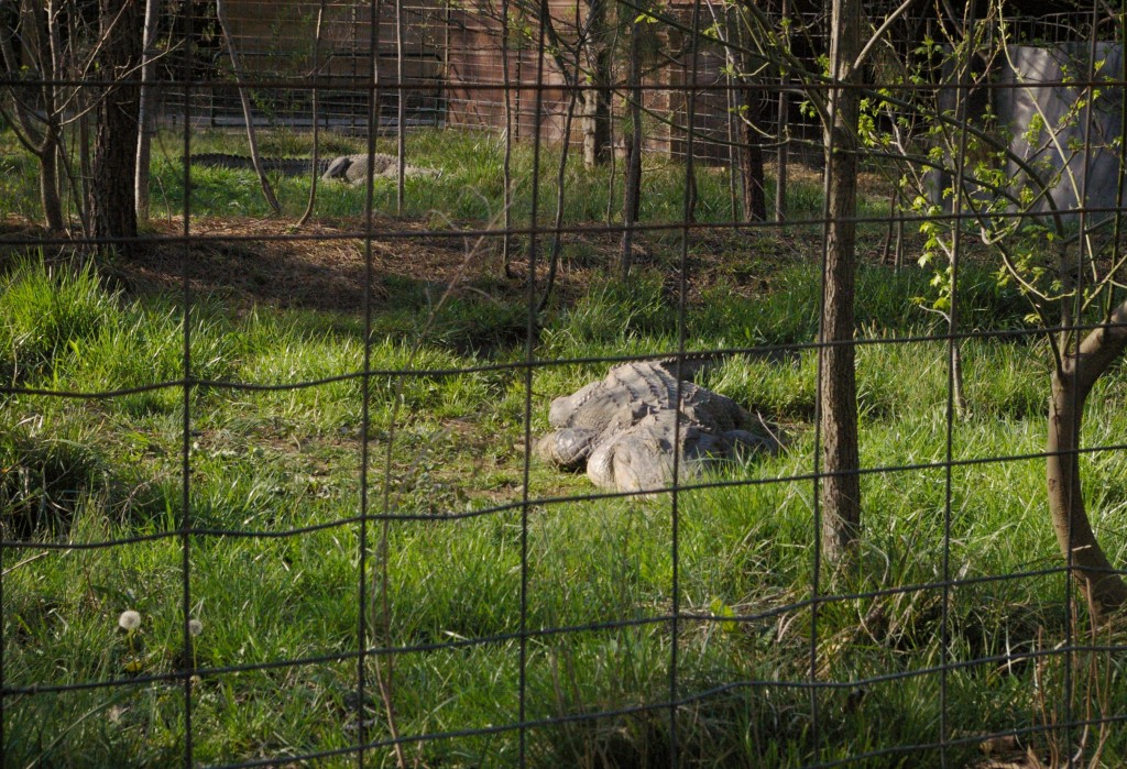 Harmony Park Safari One of Huntsville's Best Kept Secrets We Are