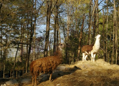 Harmony Park Safari - One of Huntsville's Best Kept Secrets We Are
