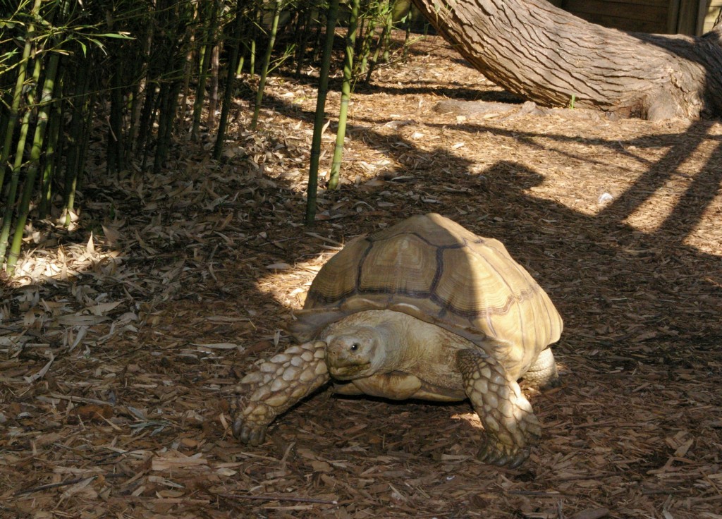 Harmony Park Safari One of Huntsville's Best Kept Secrets We Are(03)
