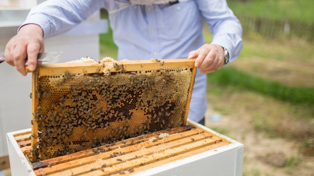 bee keeper and bees