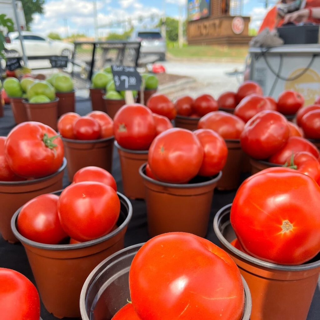 tomatoes at the midcity market