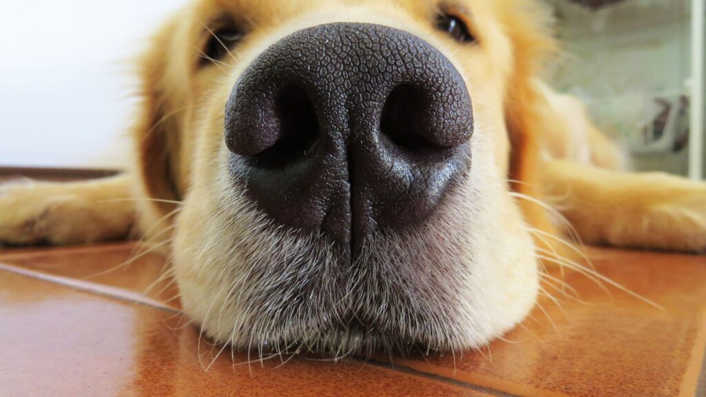 Huntsville Dog