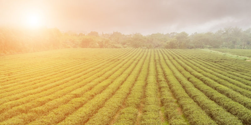 farm field