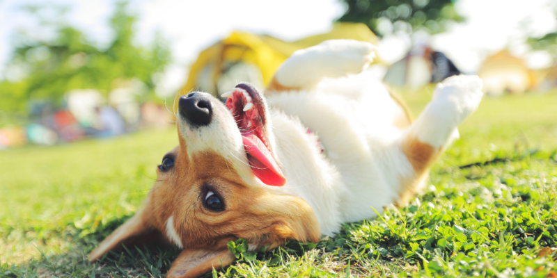 Dog in the Grass