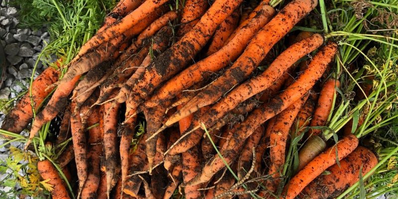Carrots from Duncan Farms