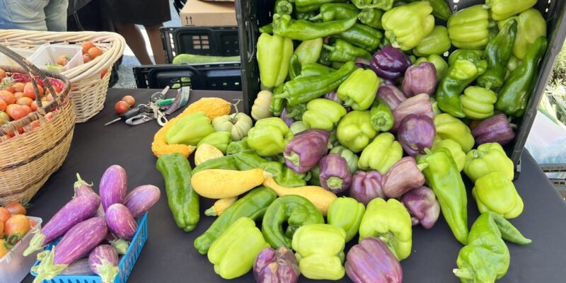 Green and Purple Peppers