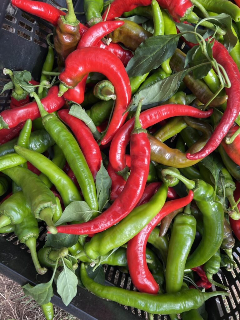 Green and Red Peppers