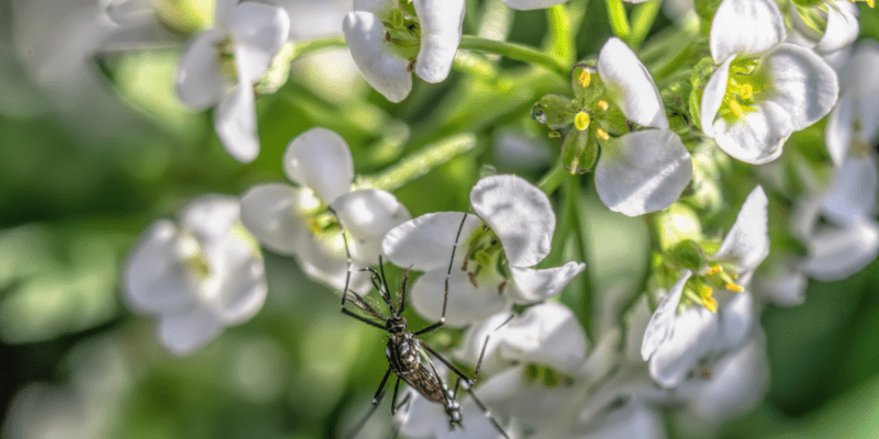 mosquito on a flower