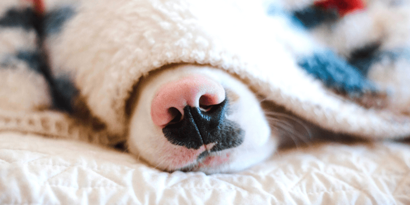 dog nose peeking out from under a blanket