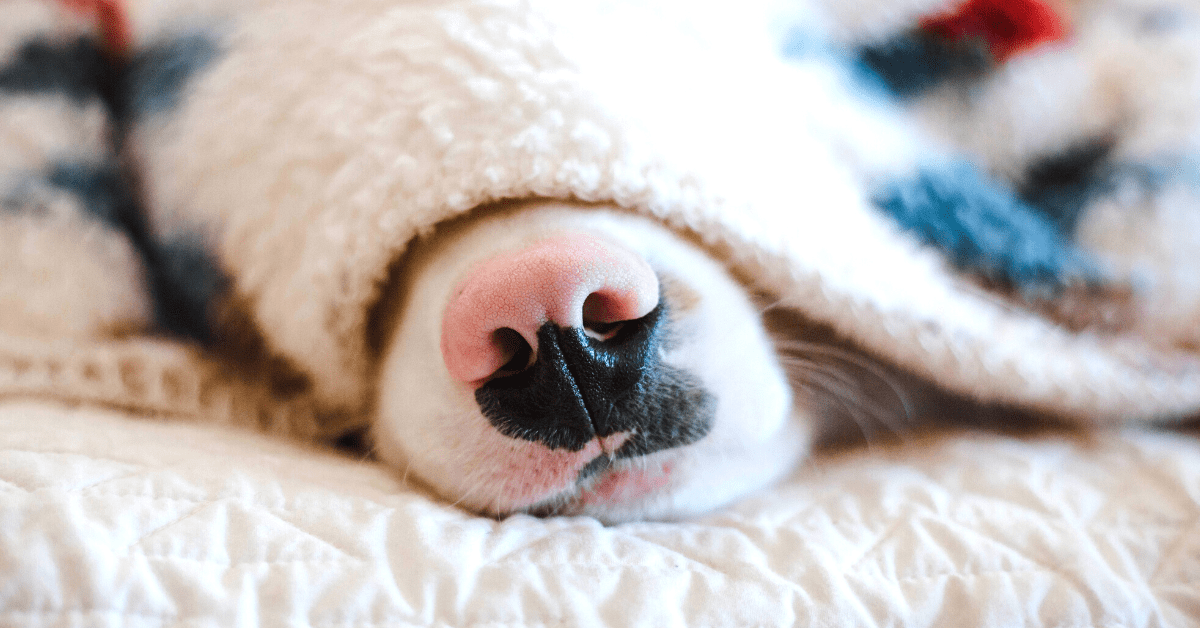 Pets and Safe Pest Control We Are Huntsville