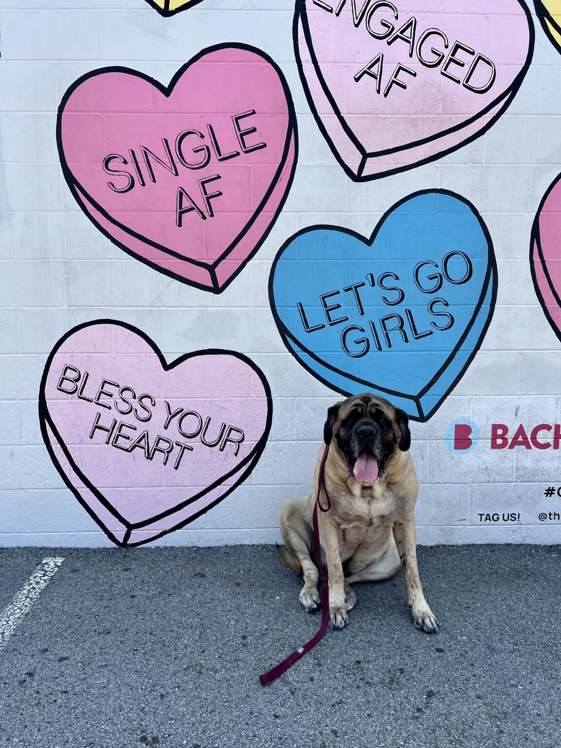 Nashville DogFriendly Day Trip We Are Huntsville