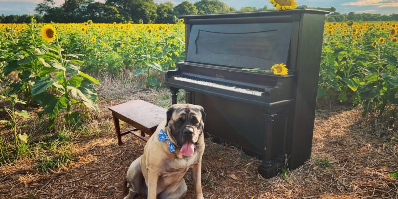 sunflower field with a pianio and a dog in huntsville
