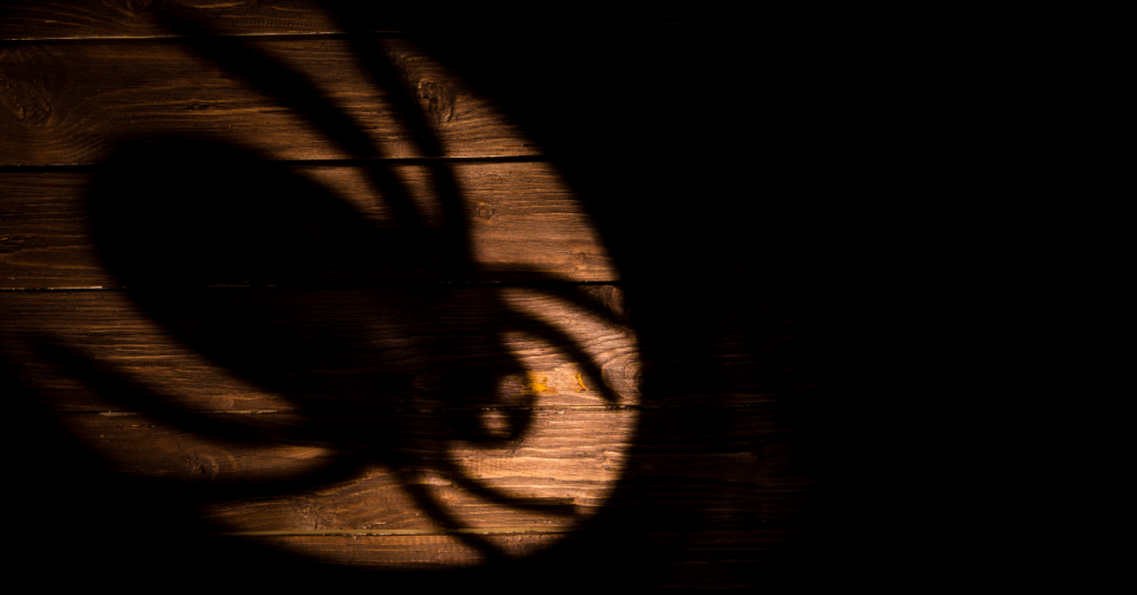 shadow of a spider